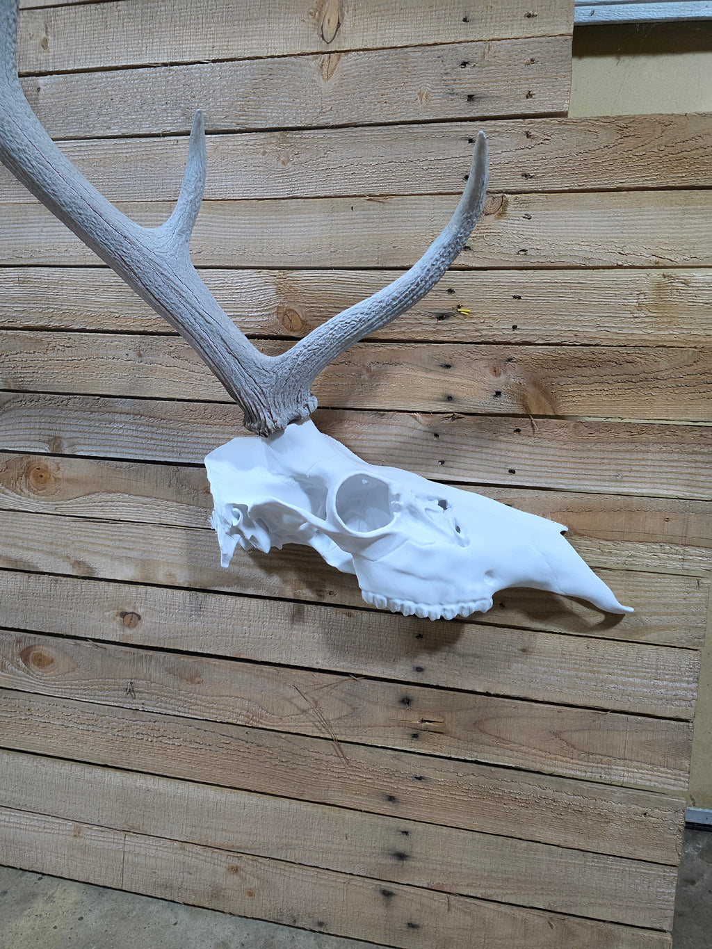Half elk skull