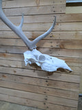 Half elk skull