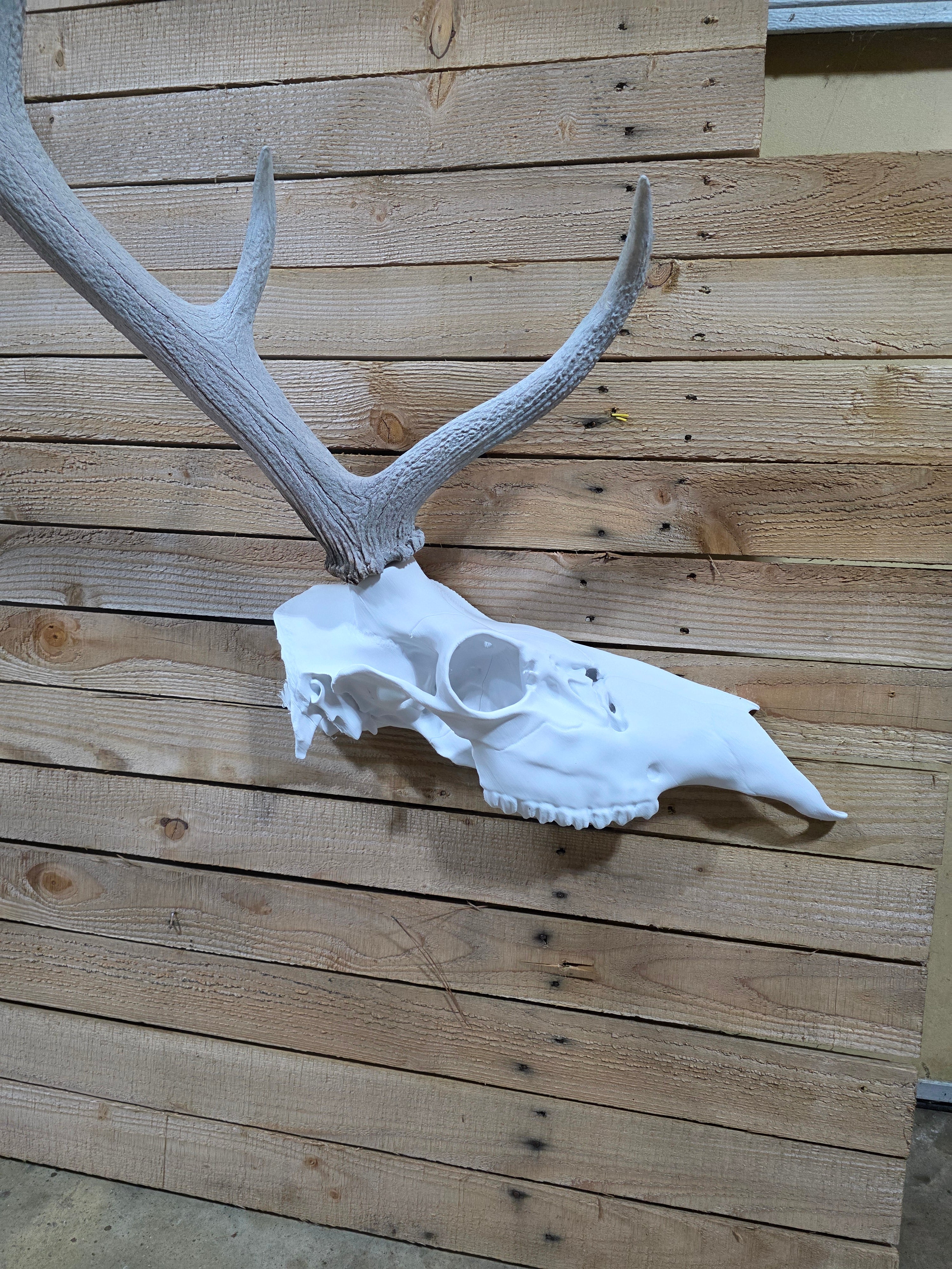 Half elk skull