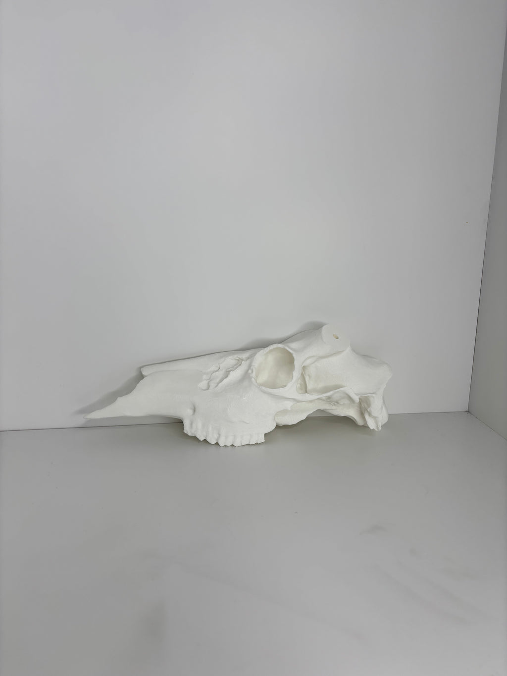 Half whitetail skull