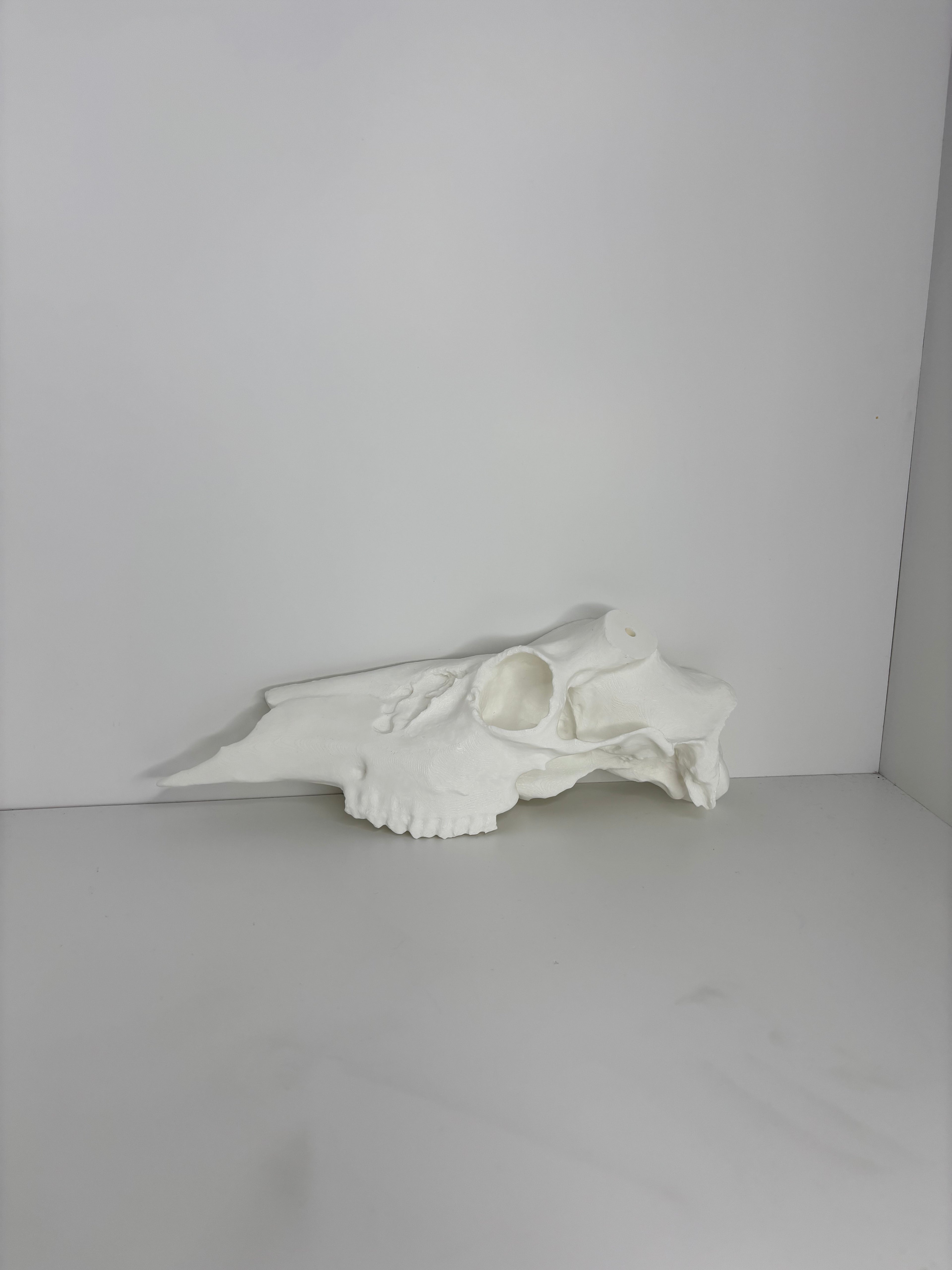 Half whitetail skull