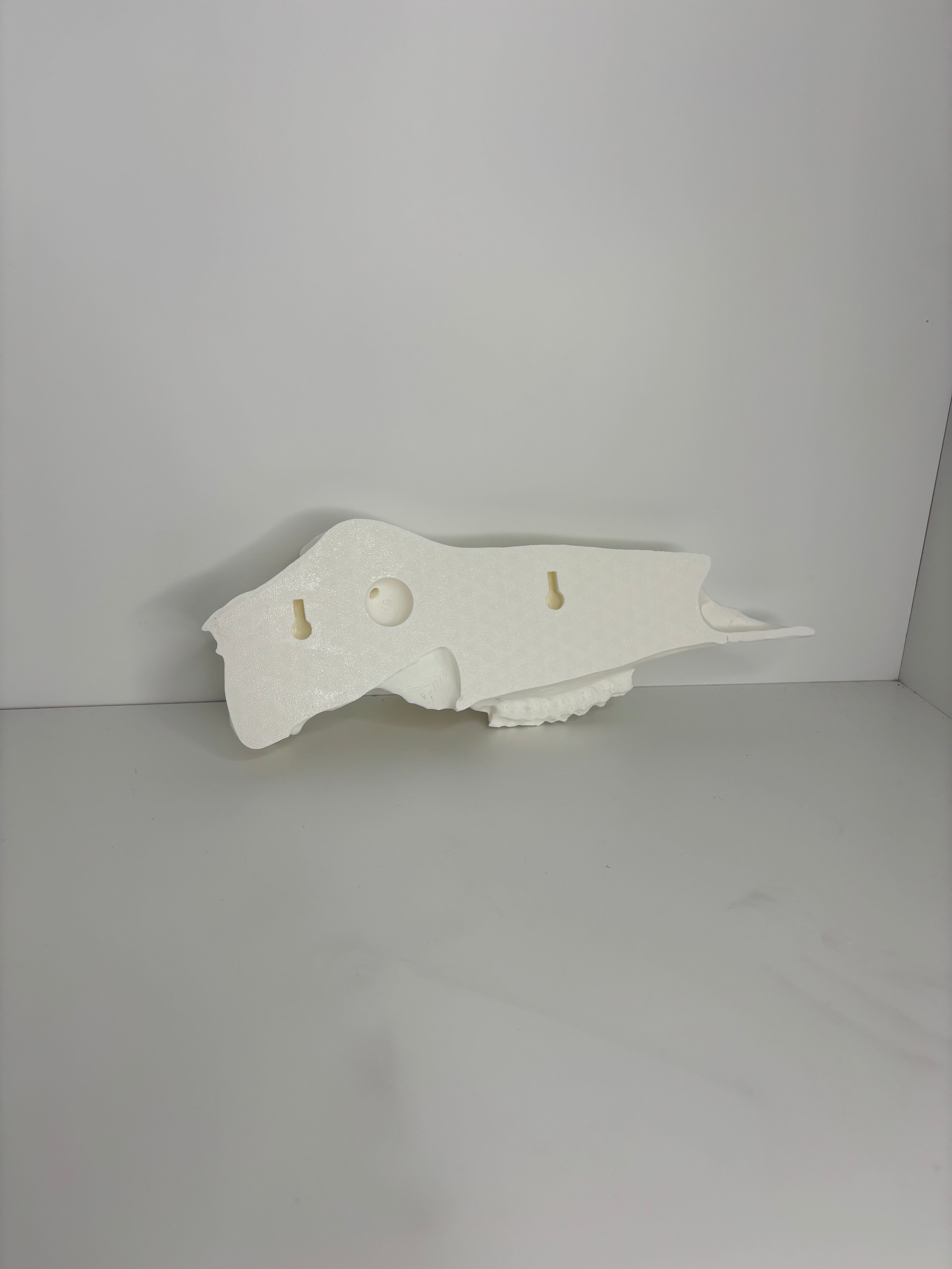 Half whitetail skull