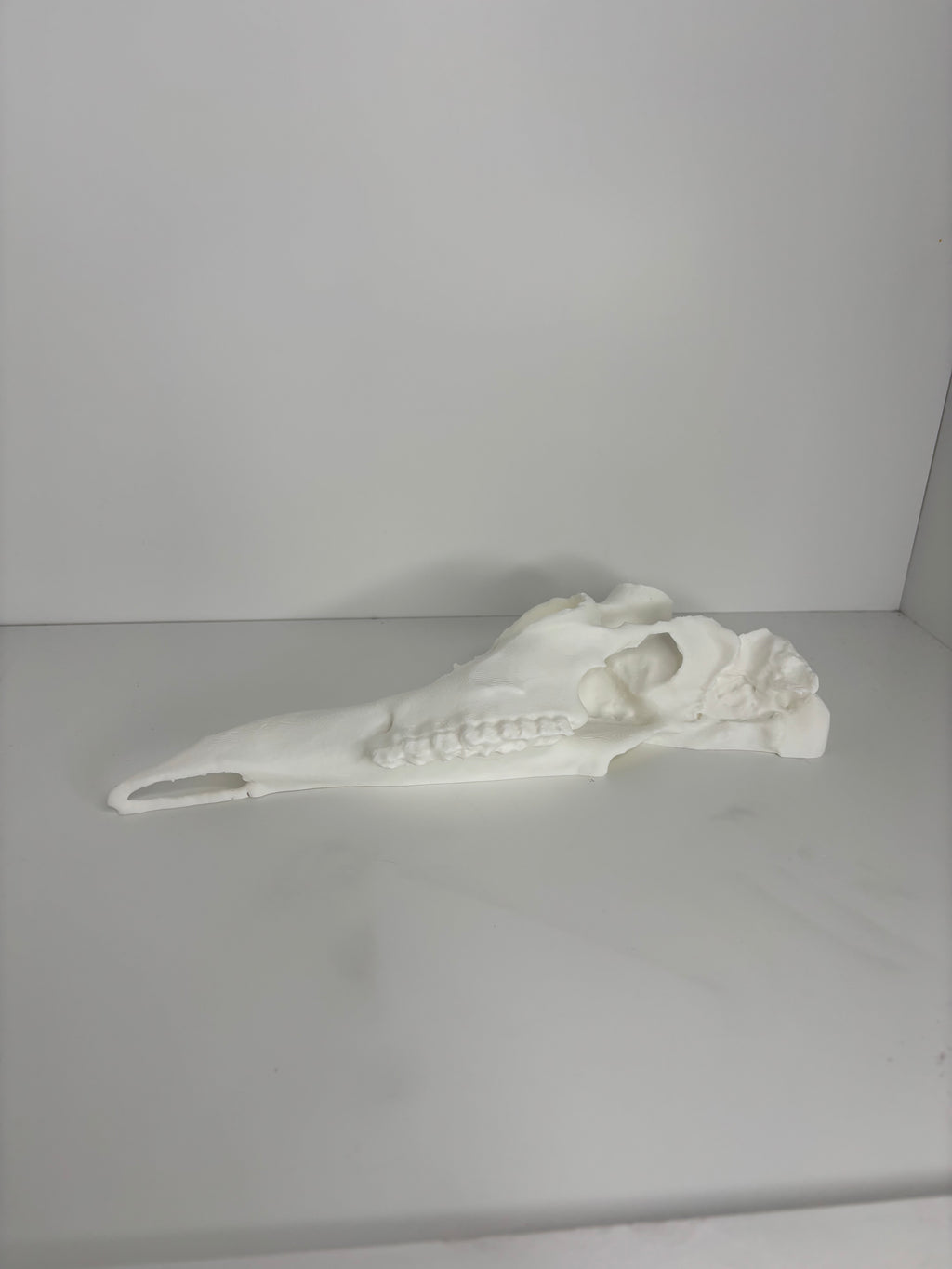 Half whitetail skull