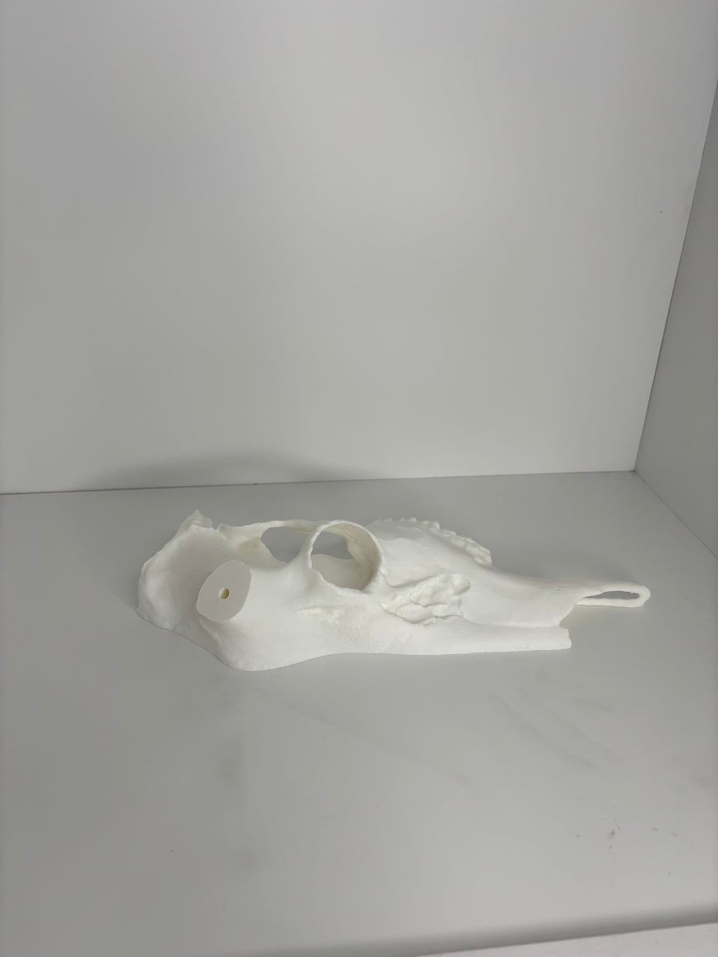 Half whitetail skull