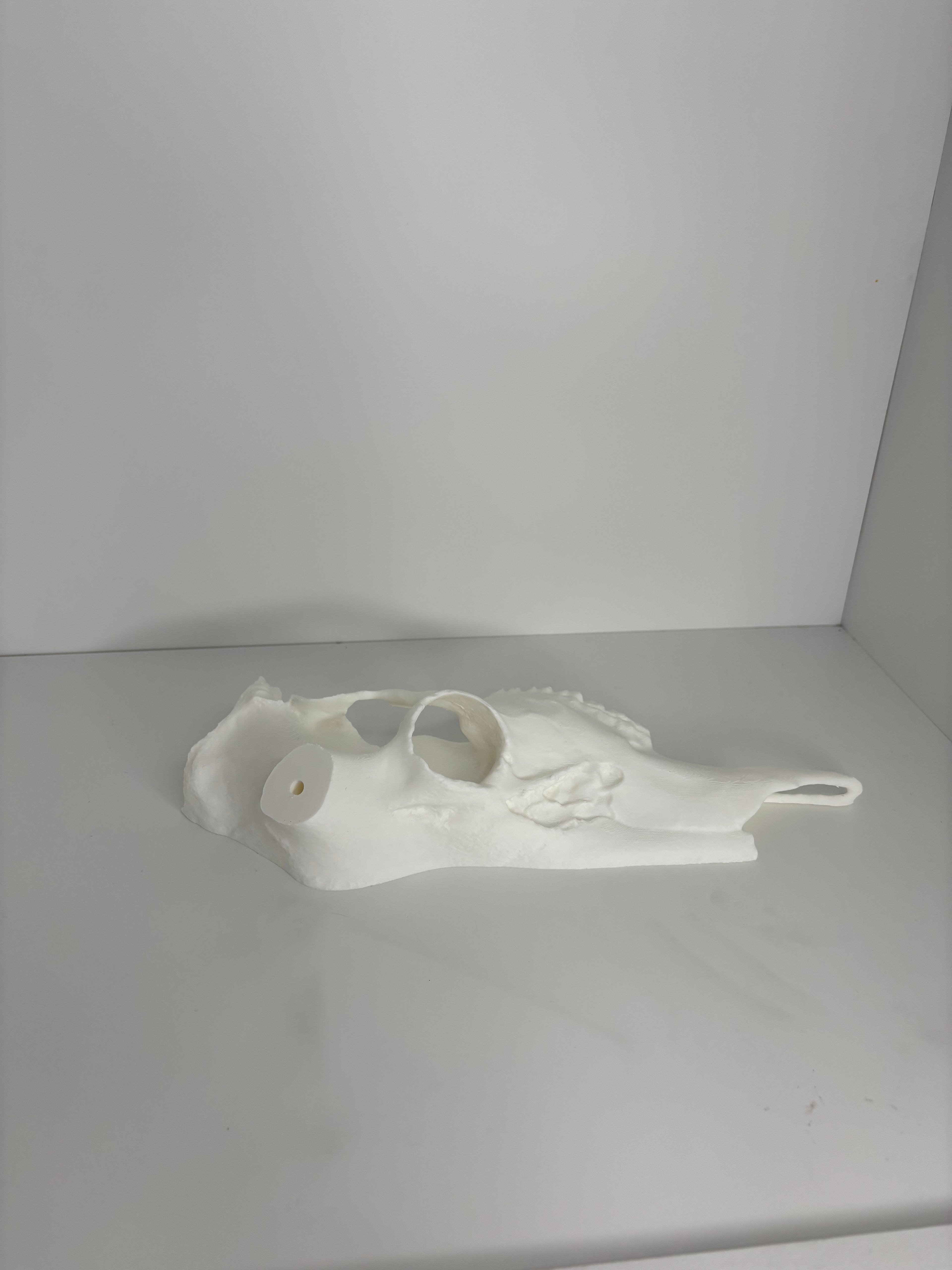 Half whitetail skull
