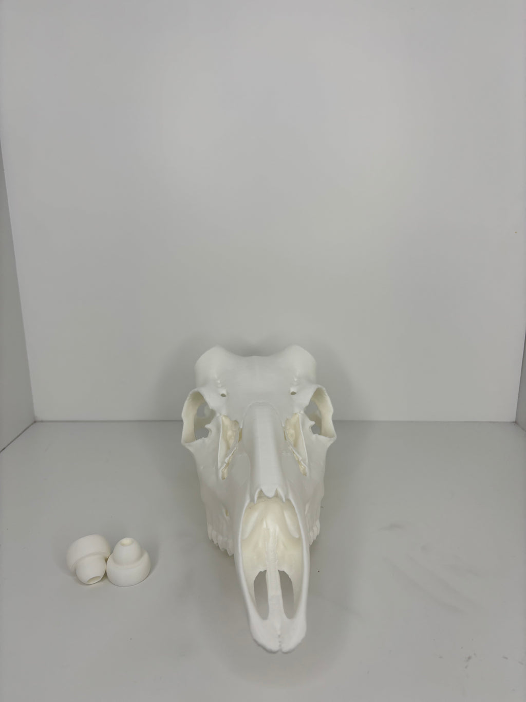 Whitetail skull