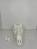 Whitetail skull