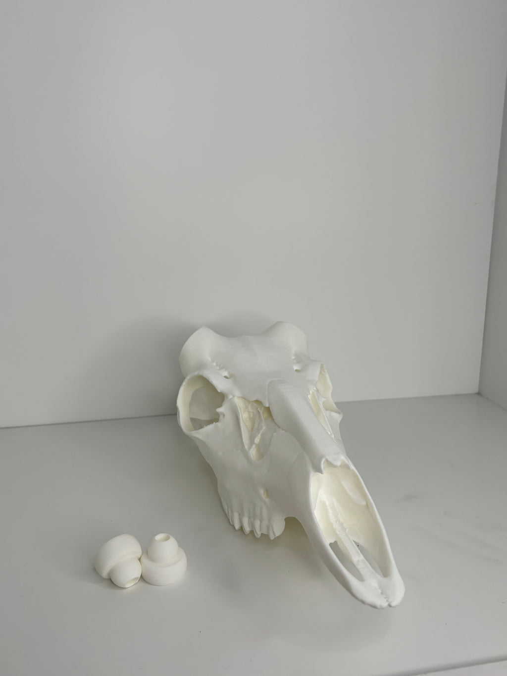 Whitetail skull