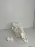 Whitetail skull - 2025 V1