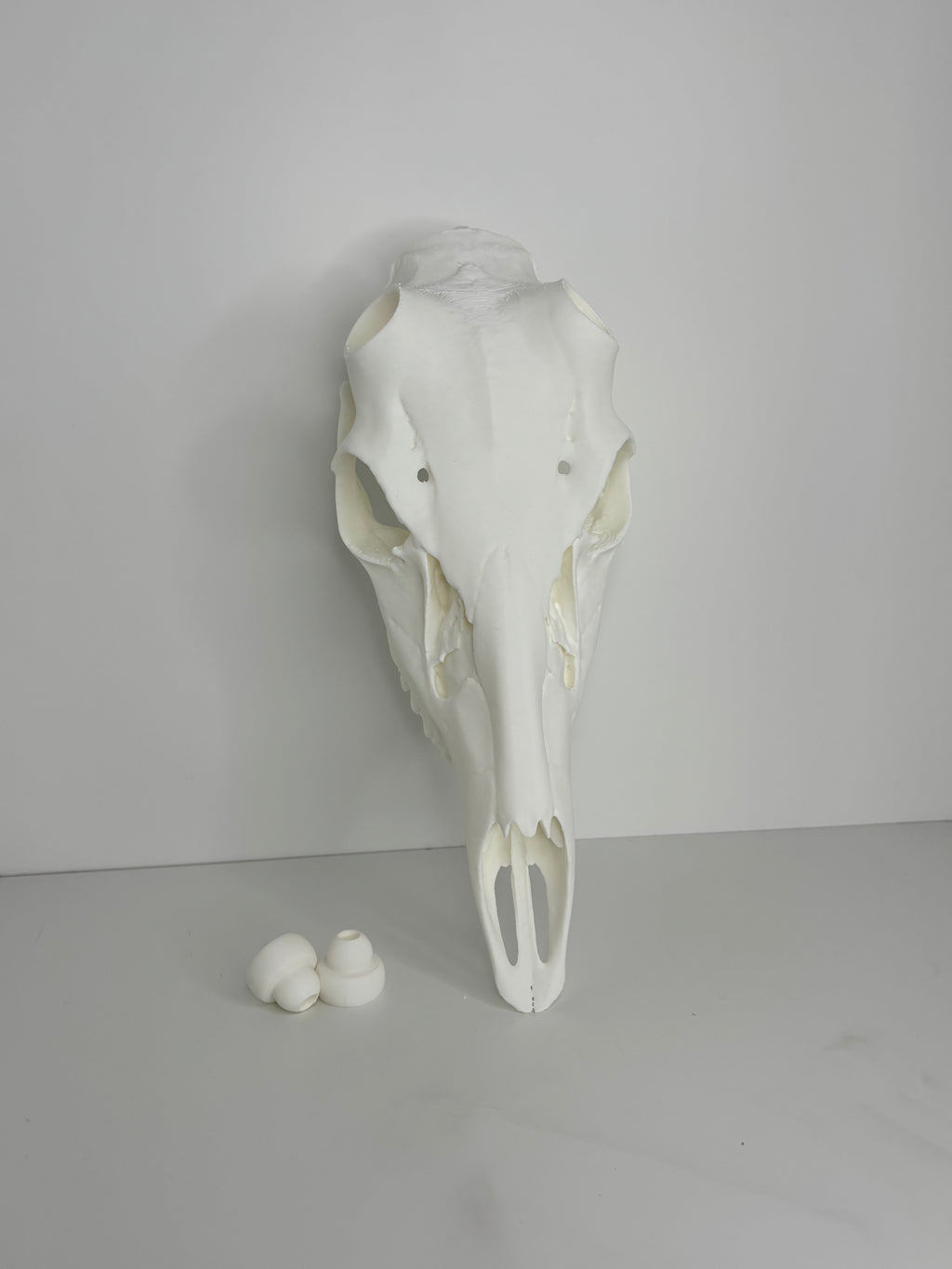 Whitetail skull