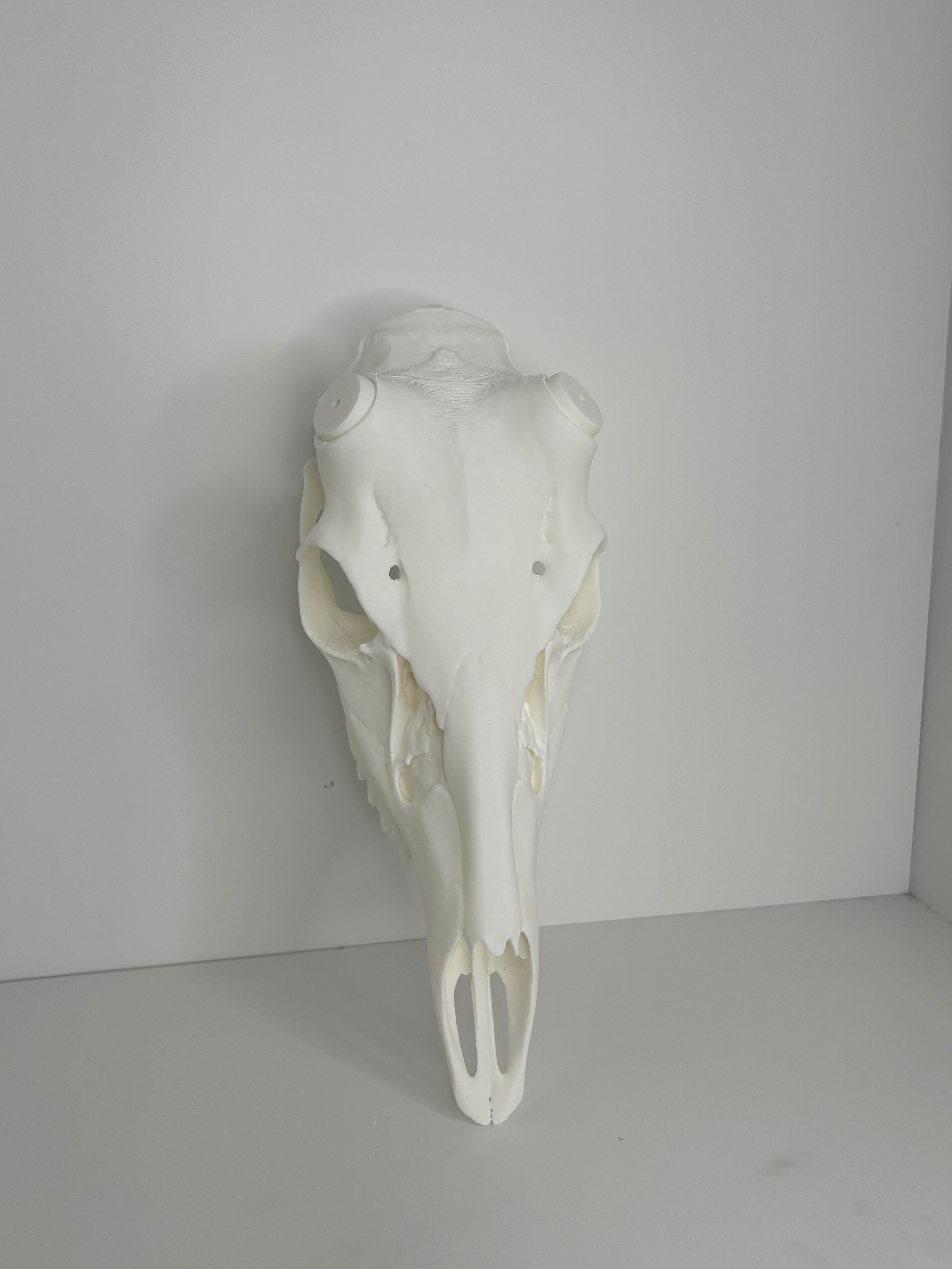Whitetail skull