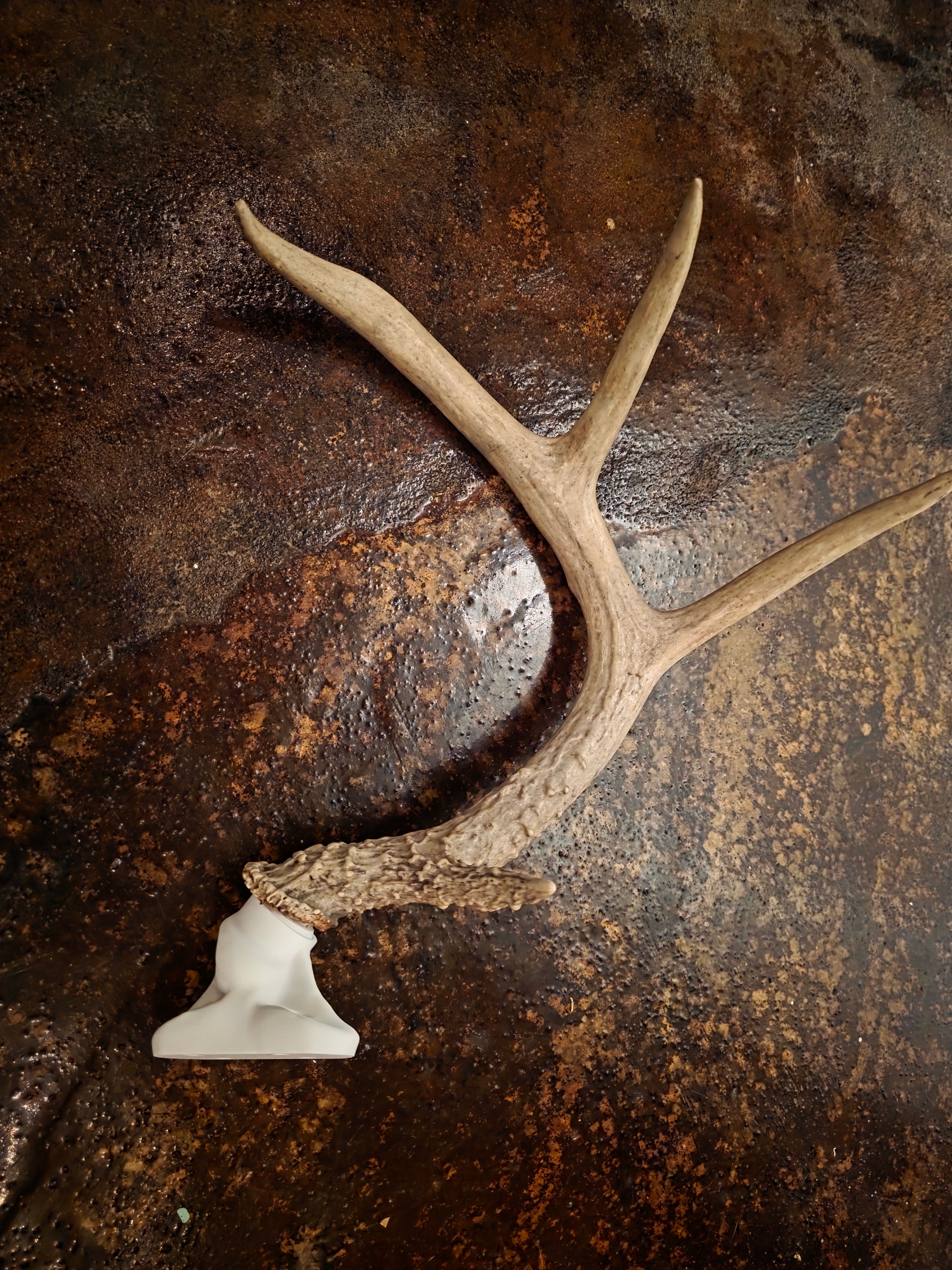 Deer Antler Wall Mount