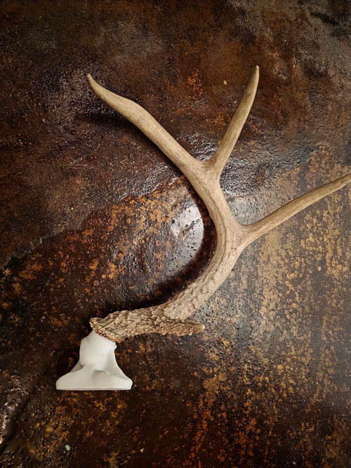 Deer Antler Wall Mount