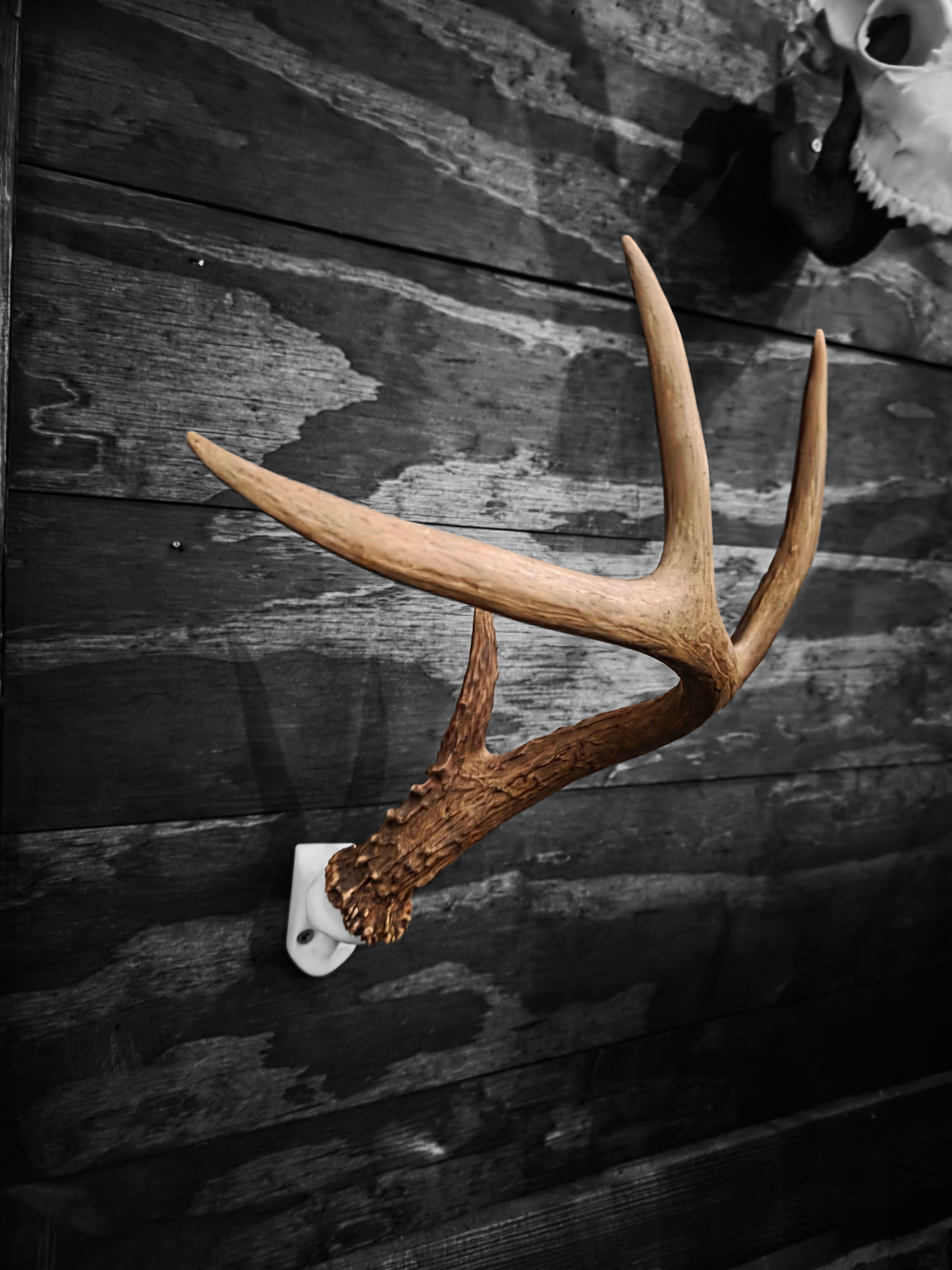 Deer Antler Wall Mount