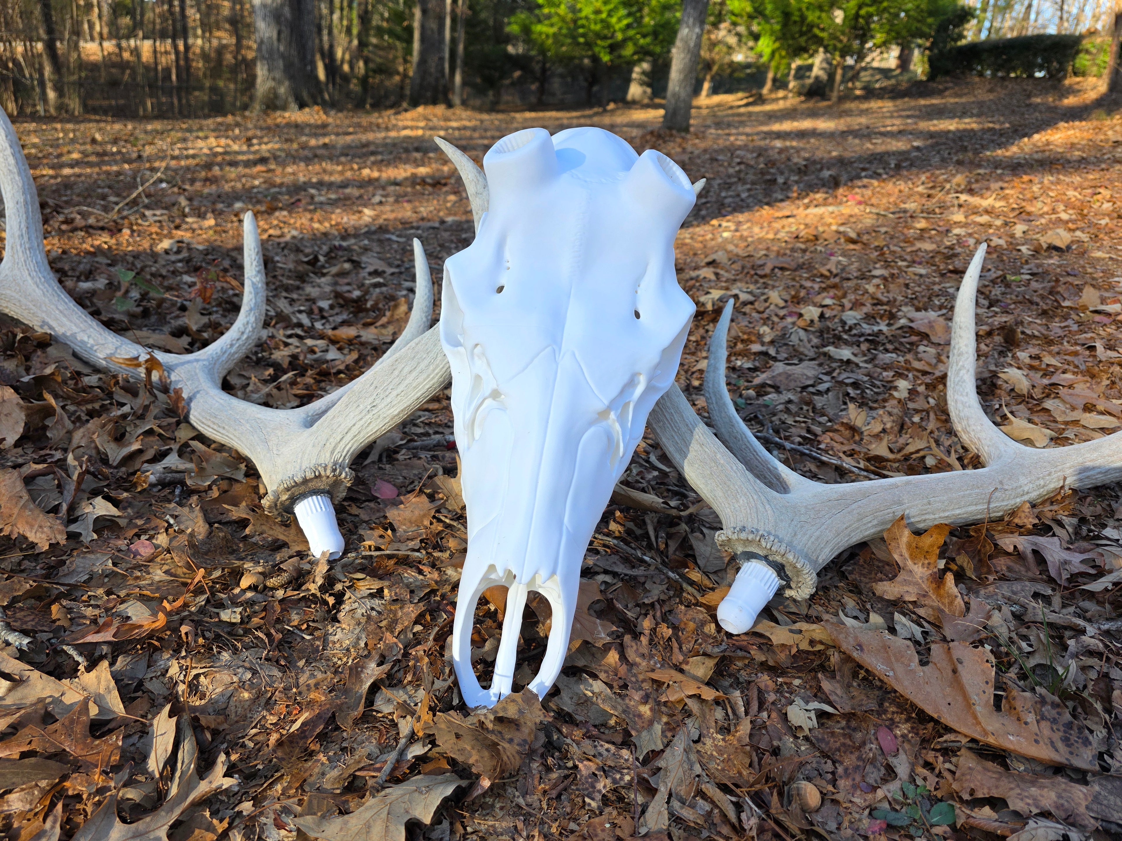 Elk Skull