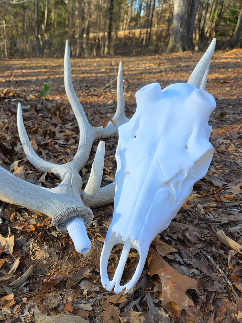 Elk Skull