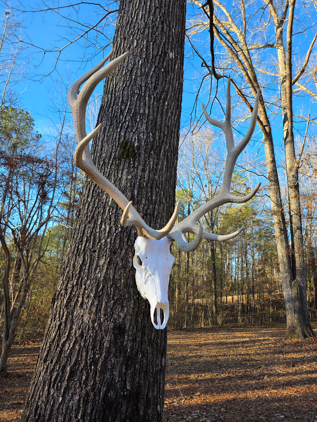 Elk Euro Mount Display
