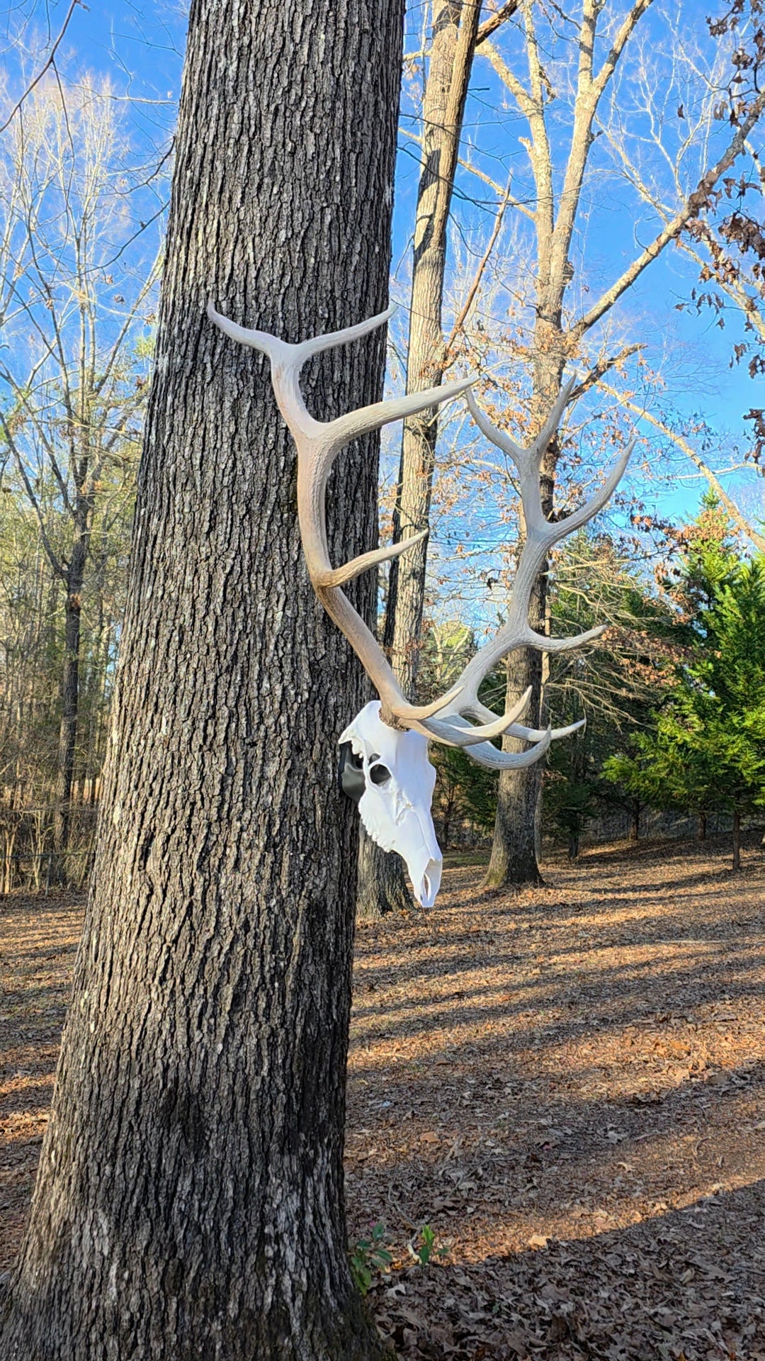 Elk Euro Mount Display