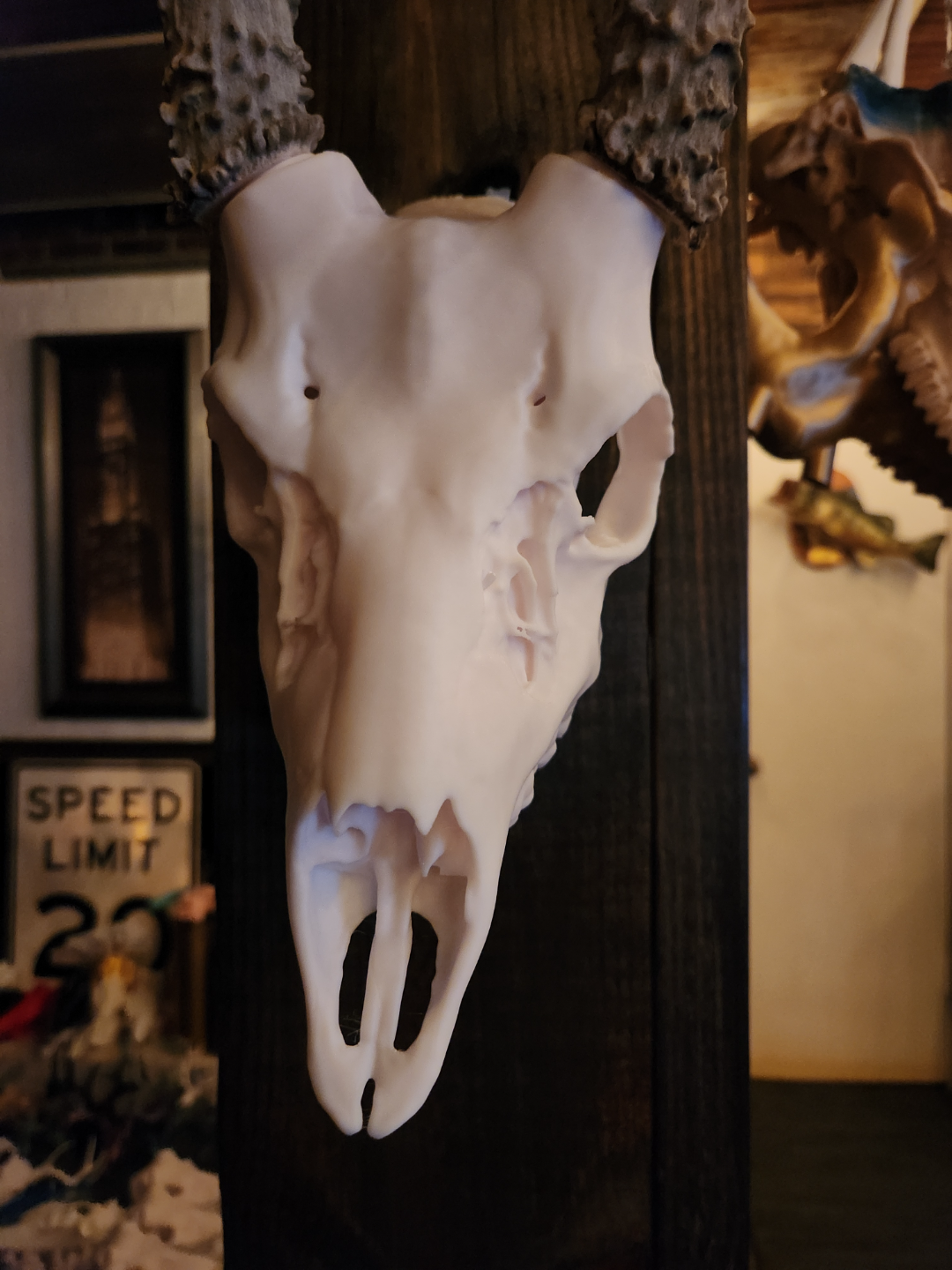 Fallow Deer Euro Mount Display