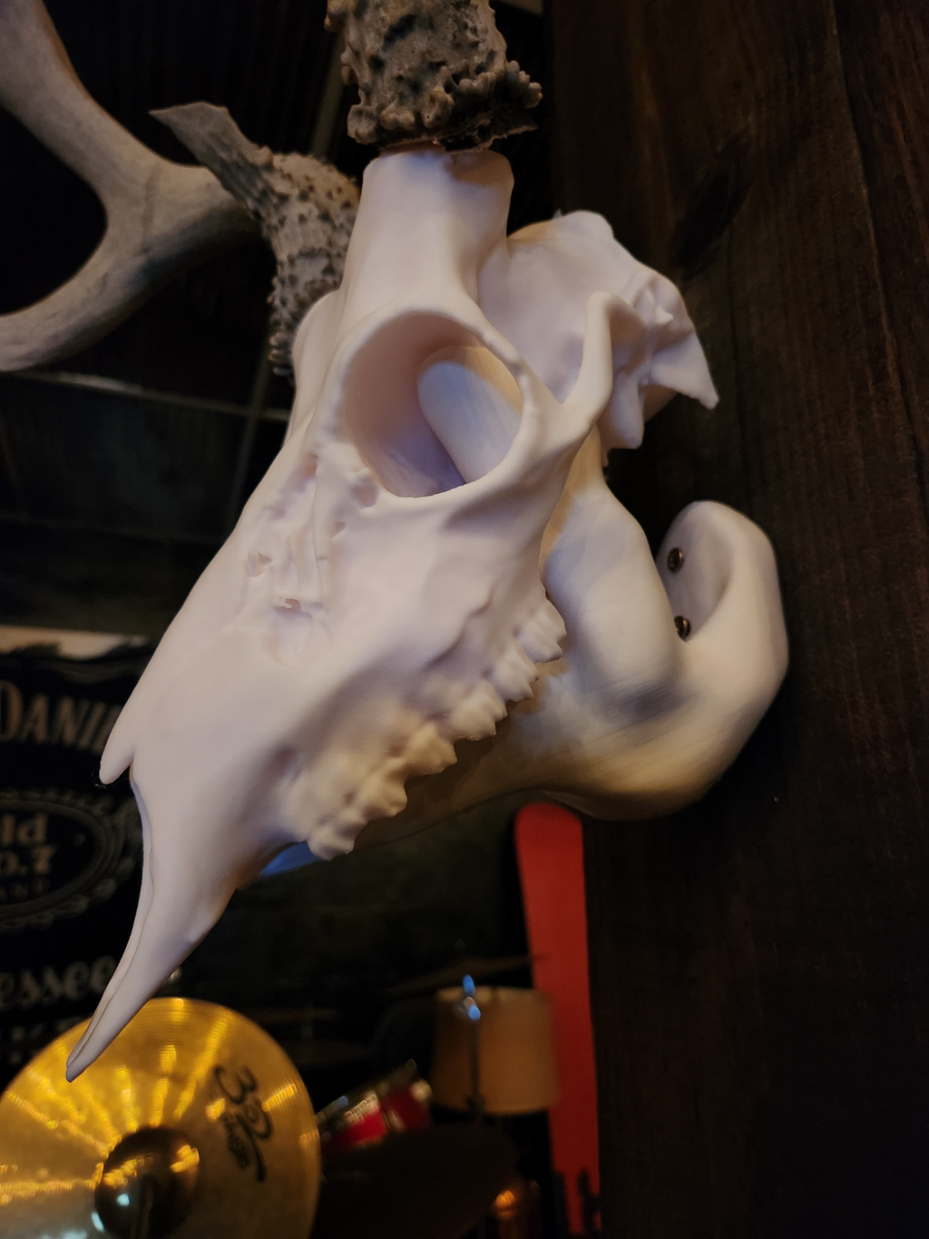 Fallow Deer Skull