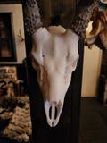 Fallow Deer Skull