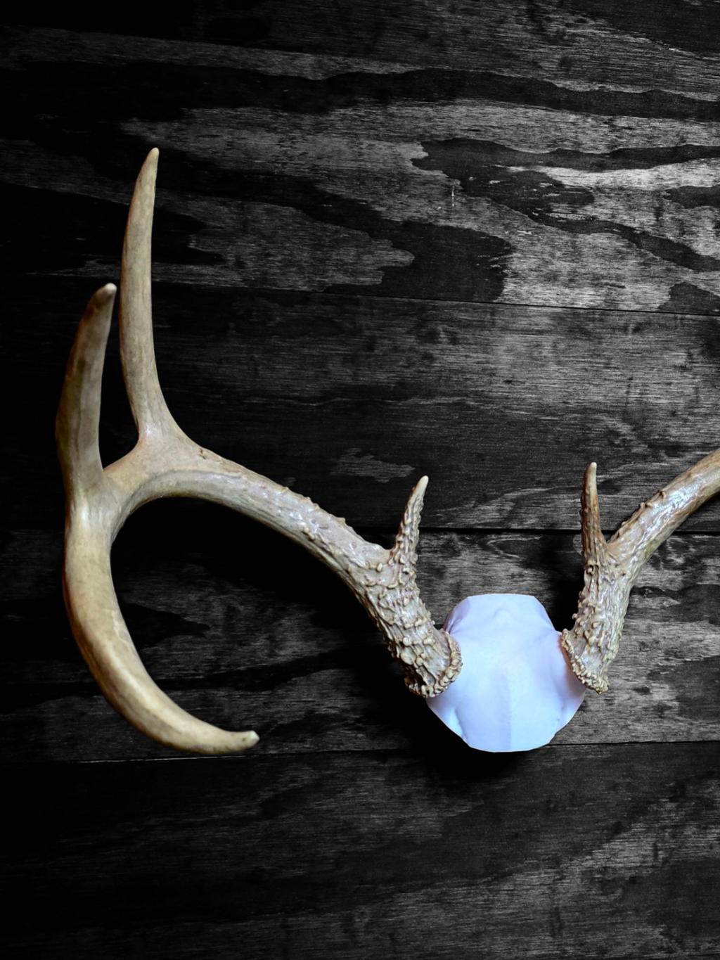Deer Skull Cap Mount