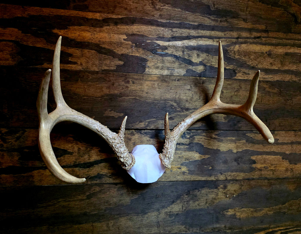Deer Skull Cap Mount