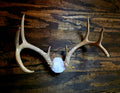 Deer Skull Cap Mount