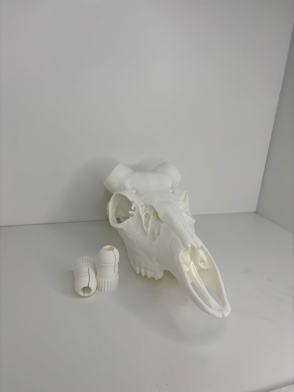 !NEW! Whitetail Skull W/ Bullet Anchor Knobs - 2026 V1