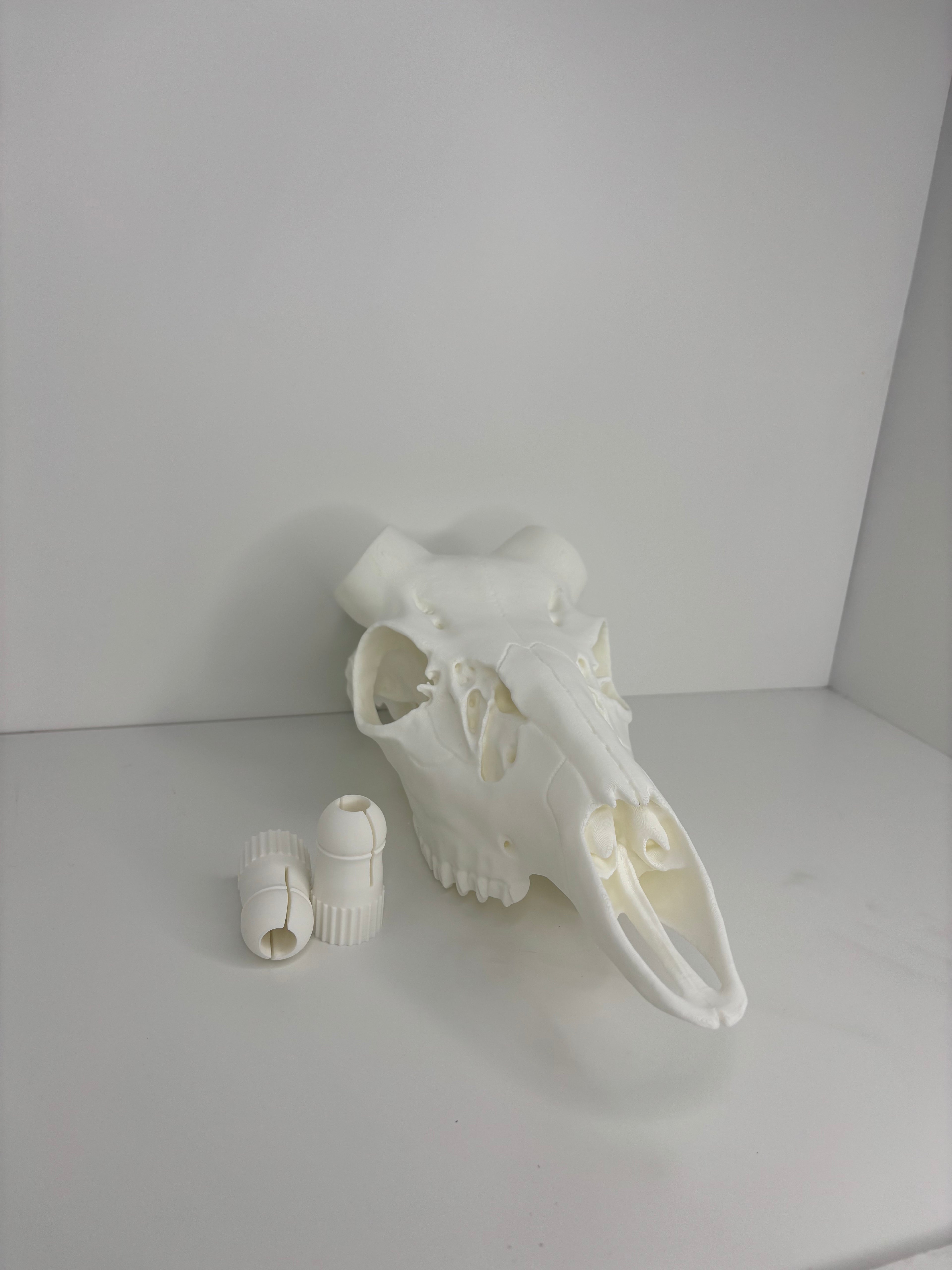 !NEW! Whitetail Skull W/ Bullet Anchor Knobs - 2026 V1