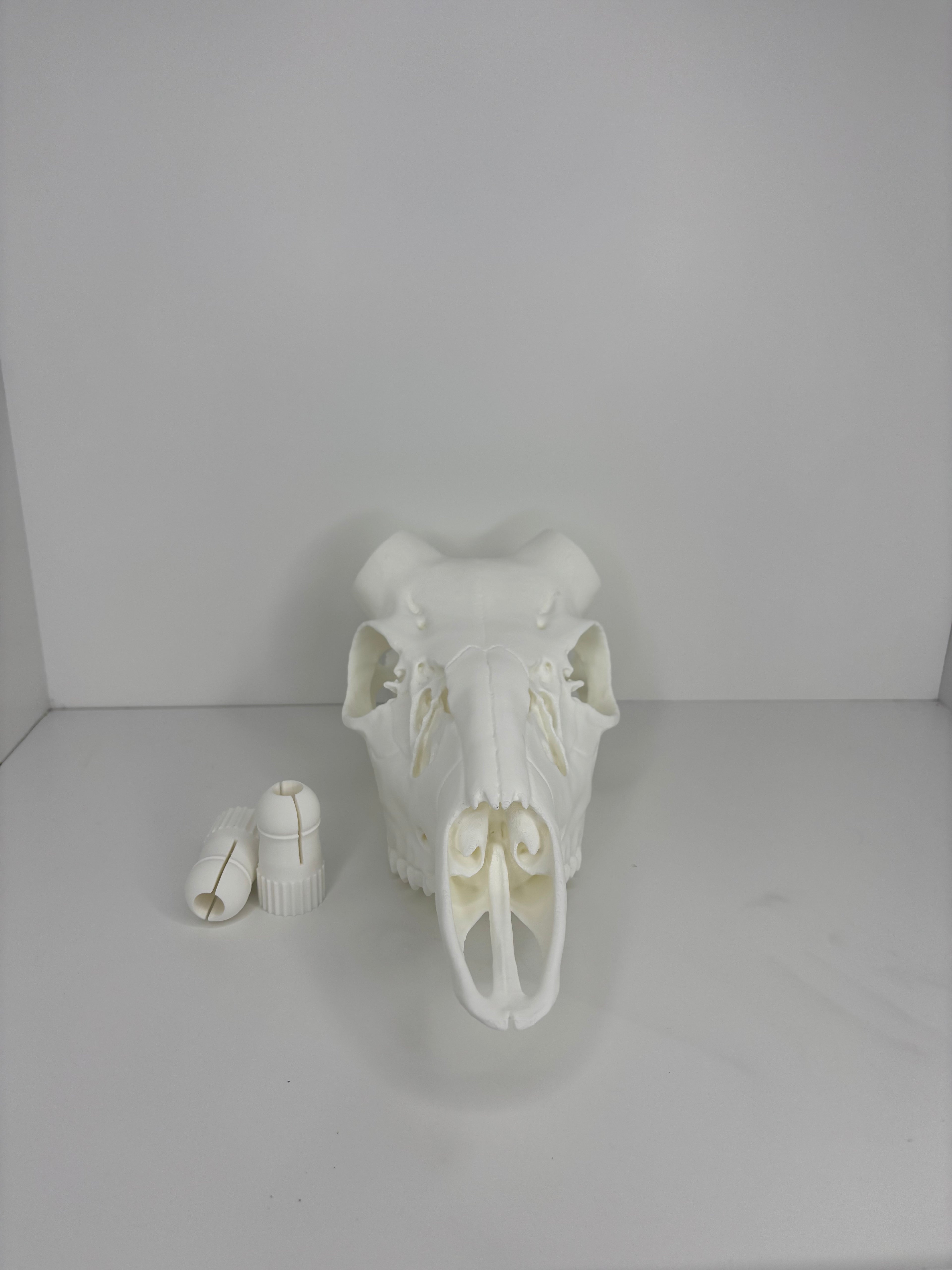 !NEW! Whitetail Skull W/ Bullet Anchor Knobs - 2026 V1