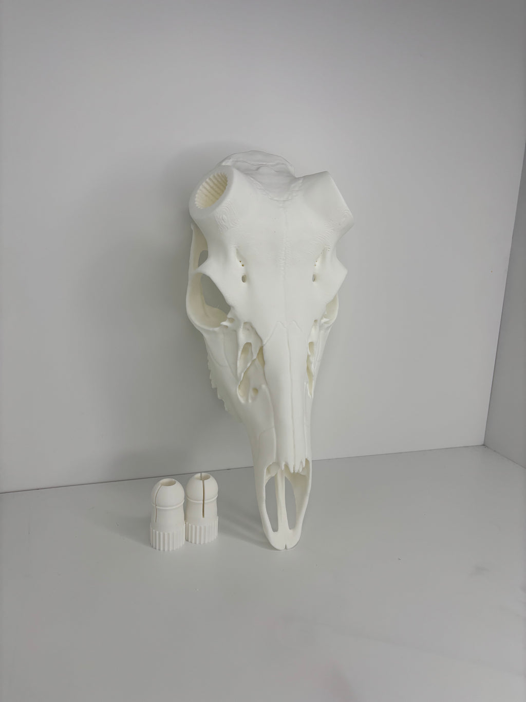 !NEW! Whitetail Skull W/ Bullet Anchor Knobs - 2026 V1