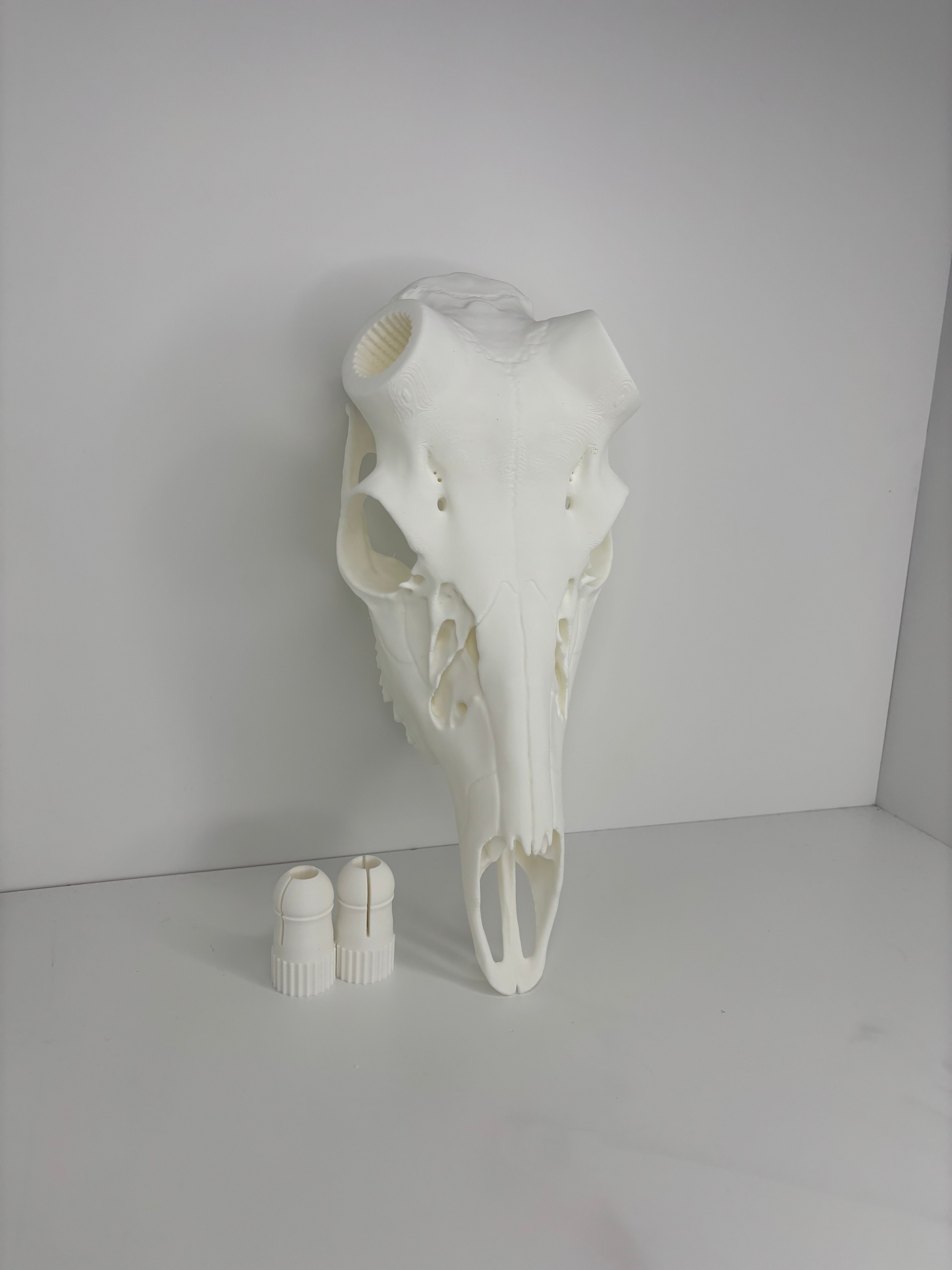 !NEW! Whitetail Skull W/ Bullet Anchor Knobs - 2026 V1