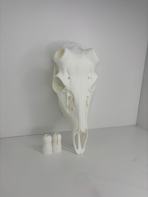 !NEW! Whitetail Skull W/ Bullet Anchor Knobs - 2026 V1