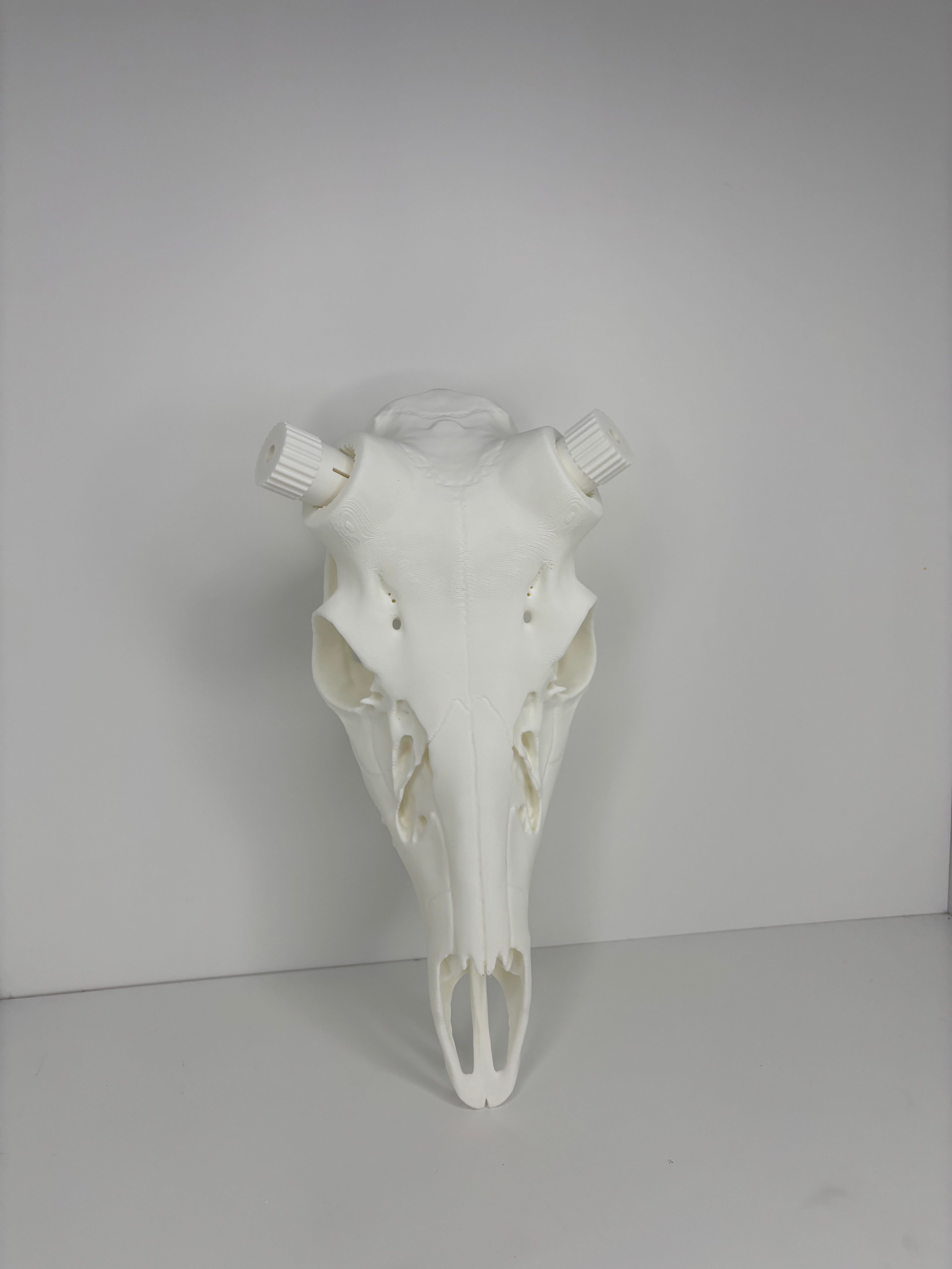 !NEW! Whitetail Skull W/ Bullet Anchor Knobs - 2026 V1